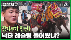 수컷 낙타들의 힘겨루기 한판! 부족의 강인함을 과시하기 위한 스포츠 낙타 레슬링