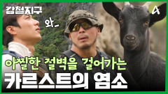 ＂우리한테나 험악하지 얘네한텐 천국이야＂ 아찔한 카르스트 절벽을 걷는 염소