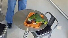 “앵무새가 커피 훔쳐 마셔요”…잡고 보니 ‘멸종위기종’