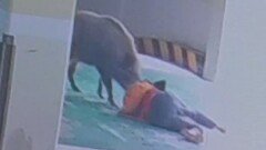 120kg 멧돼지의 공격…아파트 주민·경비원 부상
