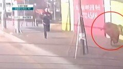 축사 뛰쳐나온 소 한 마리…도심에서 ‘우당탕탕’