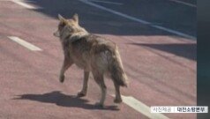 대전 동물원서 수컷 늑대 탈출…인근 마을 ‘발칵’