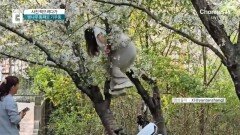 중국서 사진 찍으려다 ‘쾅’…뿌리 뽑힌 벚나무 