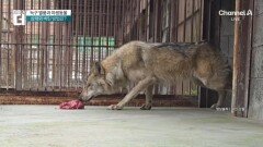 아무도 몰랐던 늑구 출생의 비밀