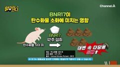 장독소 청소하고 관절통증 개선까지! BNR17 섭취하면 같은 음식을 먹어도 살이 덜 찐다!