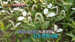 1500년 동안 사용되었다!? 자가 면역 성분이 풍부해 염증 감소에 효과적인 삼백초