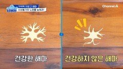 노화가 진행될 수록 밀도는 50% 감소ㅠㅠ 해마의 수상돌기의 노화를 늦춰라!