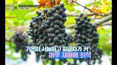 웰컴 투 와인 동굴~ 작업용 터널을 활용한 무주 머루와인동굴