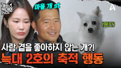 늑대 2호는 사람과 살지 않는 \