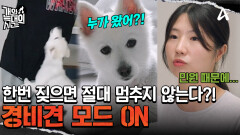 보호자가 외출하면 짖는 걸로 시간을 보내는 늑대 3호! 결국 민원까지 들어왔다?!