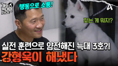헬퍼독과 함께 하는 실전 산책 훈련! 강형욱의 손길에 급 얌전해진 늑대 3호?!
