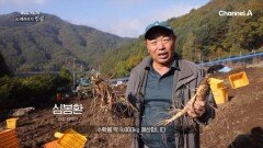 ＂심봤다!＂ 외치는 인삼 수확 철! 최고의 '천삼' 조건을 지닌 가치 있는 인삼을 찾았다?!