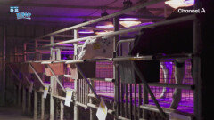 어둠이 가시지 않은 새벽, 이른 아침부터 시작되는 목장의 하루