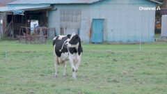 사람보다 젖소가 많이 산다는 홋카이도, 첫 건배는 우유로 하는 이곳 사람들?!