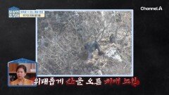 몸은 어른인데 정신은 아이로 퇴화?! 한눈팔면 끝! 치매 환자의 돌발행동에 우려 가득한 보호자들