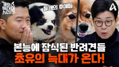 [#개와늑대의시간 티저] ＂촬영하다 X으면 어떡하지?＂ 본능에 잠식된 들개 피가 흐르는 우리 집 늑대들이 온다! 