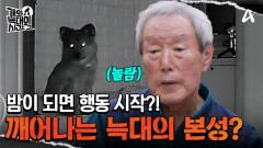 밤이 되면 활동을 시작하는 늑대 2호, 밤에 깨어나는 본성?