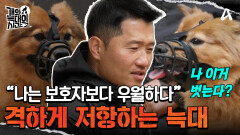 ＂나는 보호자보다 우월하다＂ 성질머리甲 늑대 2호? 