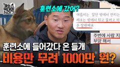 엄마 몰래 훈련소에 입소한 들개들, 임시보호하는 길고양이까지?!