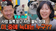 잔뜩 사랑받고 자란 잉글리시 불독 형제 등장! 이 중 늑대는 누구?