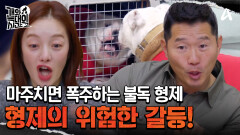 서로 마주치면 폭주하는 불독 형제, 형제의 위험한 갈등!