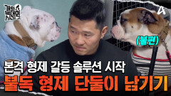 불독 형제 단둘만 남겨놨다? 본격적인 형제 갈등 솔루션 시작!