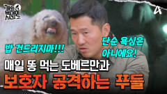 음식을 두고 주인과 대치하는 푸들, 매일 같이 변을 먹는 도베르만