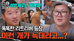 타고난 기질이 똑똑한 리트리버! 이런 똑똑한 개가 늑대라고...?