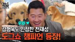 강형욱 인정! 각종 대회를 휩쓰는 도그쇼 챔피언 쇼독이 나타났다?! 