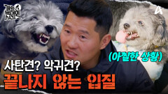 무분별 입질?! 계속해서 이빨을 드러내는 강아지, 보호자도 막을 수 없다!