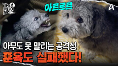 평화롭던 공간을 무법지대로 만든 입질견! 훈육도 실패했다?