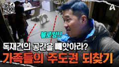 독재자의 공간을 빼앗아라?! 예민한 개들을 위한 강 훈련사의 솔루션