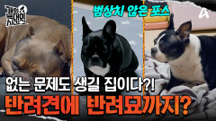 한 지붕 4강아지 2고양이! 없는 문제도 생길 집이라고 말한 강형욱 훈련사
