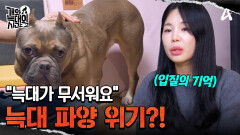 늑대가 무서운 엄마 보호자! 파양 위기에 놓인 아메리칸 불리?