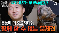 안락사까지 언급되었다? 강형욱 훈련사가 본 늑대견의 문제점!