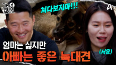 이것이 늑대라이트다! 눈 맞춤=경고시그널? 