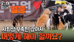 집에서는 폭군 대마왕, 밖에서는 사회성 부족! 왕따 취급받는 우리 개 나이 먹으면 문제가 더 심해진다고요?