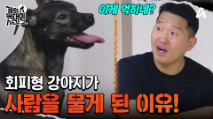 강아지도 회피형이 있다?! 회피형이었던 개가 사람을 물게 된 이유는?