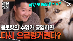 ＂압박에 익숙해지면 다시 으르렁거려요＂ 강 훈련사의 강한 압박에 뇌 정지 온 늑대개! 