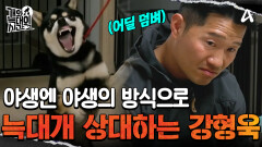 ＂이게 무슨 개야...＂ 야생엔 야생으로 상대하는 법! 강 훈련사 앞에서 결국 소변을 본 \