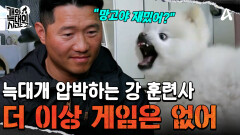 ＂이래도 재밌어?＂ 평생 져본 적 없는 '망고'를 압박하는 강형욱 훈련사