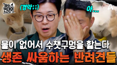 물이 없어서 오염된 물까지 핥는다?! 생존을 위한 동물들의 밥그릇 싸움;; 