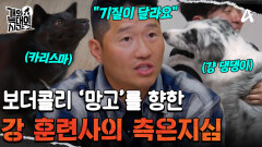 ＂사랑받는 보더콜리의 전형＂ 망고를 향한 강 훈련사의 측은지심