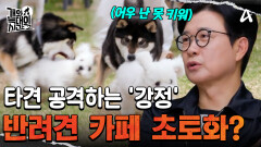 '강정' 때문에 반려견 카페 초토화!? 크기 상관없이 타견을 공격하는 늑대개ㄷㄷ