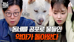 [예고] 악마가 돌아왔다!? 이웃의 닭은 물론 사람까지 물어버리는 맹렬한 늑대개 등장;;