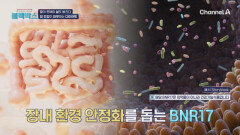 장 건강이 좌우하는 다이어트, '다이어트 유산균 BNR17'의 효능