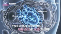 연골의 주요 성분! 외부 충격을 흡수하고 보호하는 든든한 지원군 '콘드로이친'