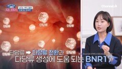 장내 환경을 개선하고 단당류를 다당류 전환과 다당류 생성에 도움 되는 BNR17