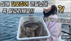 어제 터진 심해 갑오징어 낚시, 솔직히 작년과 너무 달라 충격 받았습니다 ㄷㄷ ;;
