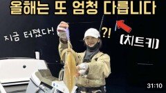 오늘 터진 한치낚시 예전처럼 하면 망합니다!! 꼭 준비해보세요!